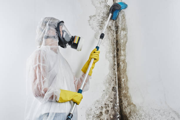 Best Emergency Mold Removal  in Copper Canyon, TX