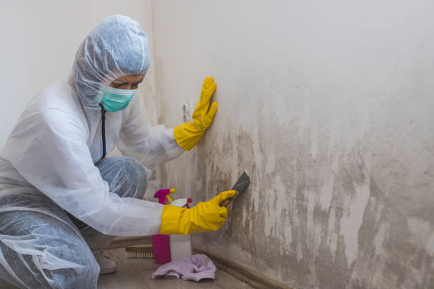 Best Toxic Mold Removal  in Copper Canyon, TX
