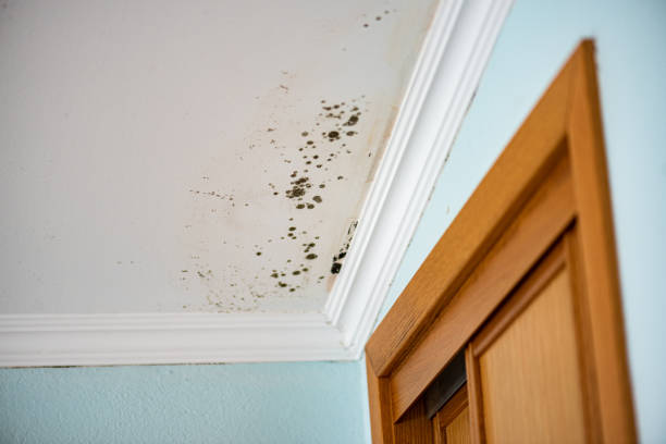 Mold Removal Process in Copper Canyon, TX