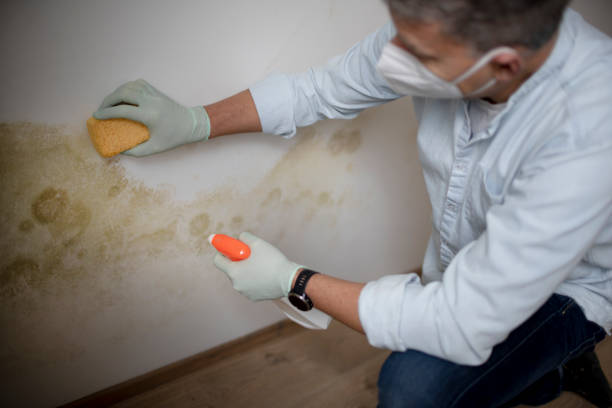 Best Local Mold Removal Service  in Copper Canyon, TX